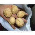 Crop 185 Walnut dalam cangkang baru untuk dijual